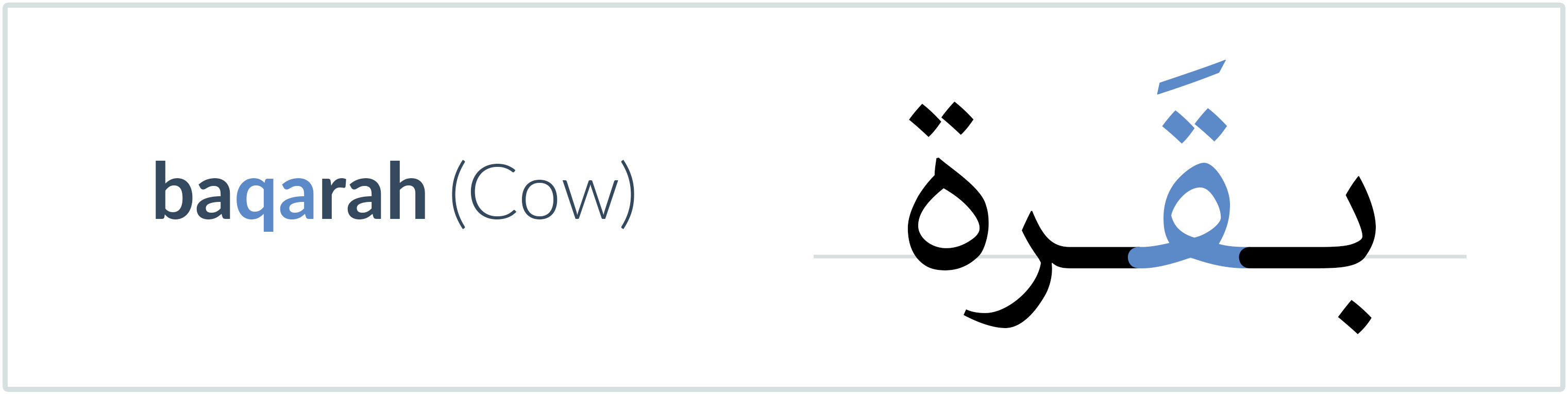 cow in Arabic — بقرة